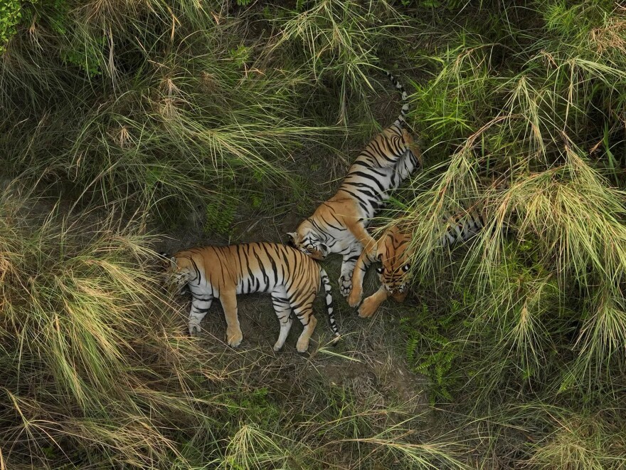 From “Wild Asia:  Life at Extremes 3D”
