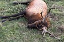 An elk was killed in Peck Ranch Conservation Area in November. The Missouri Department of Conservation is offering $15,000 for information leading to the arrest of the poacher.
