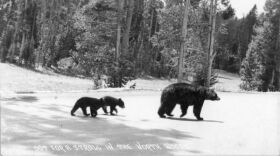 A mother bear, followed by her two cubs, walks across a clearing.