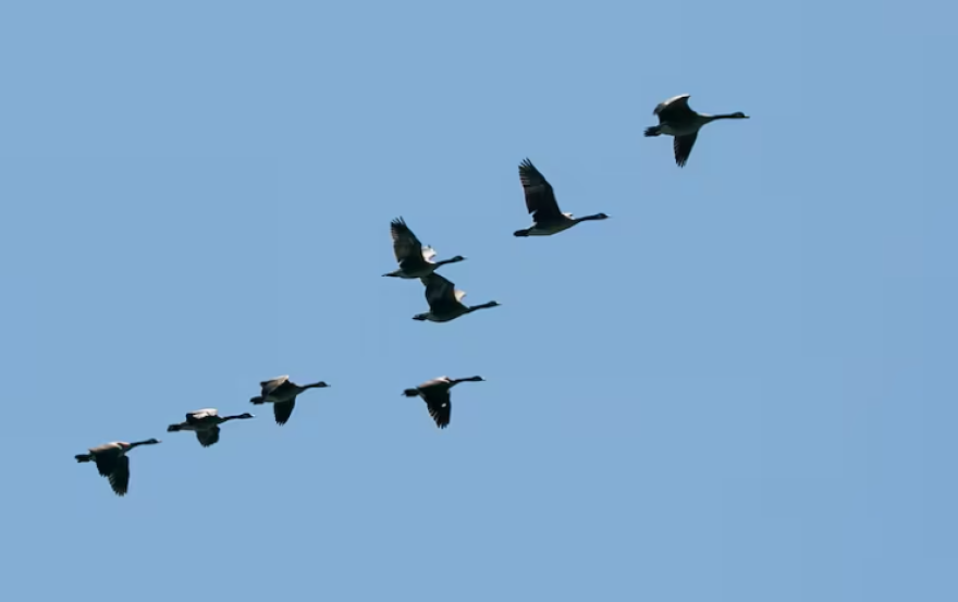 Geese fly over the Willamette River in West Linn, Ore., July 17, 2025. This year, there has been a reported decrease in migrating birds across the state.
