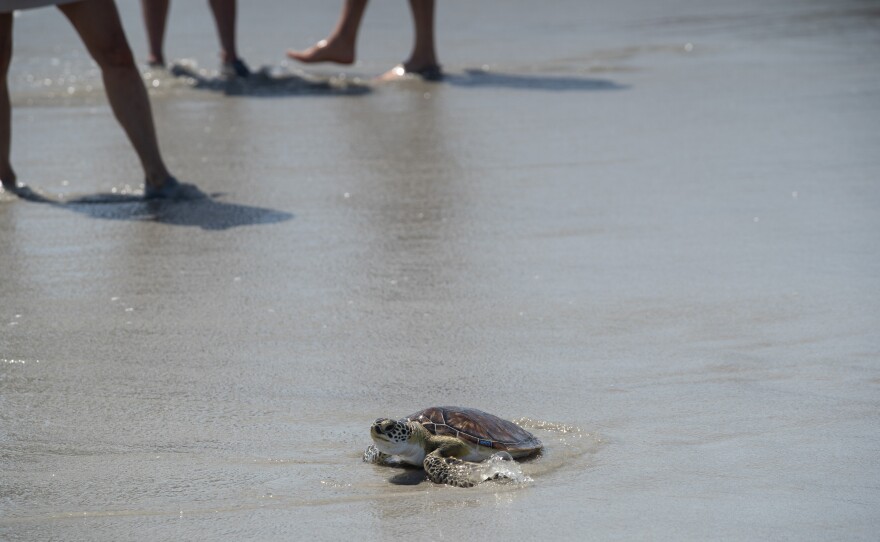 A group of of 29 rescued sea turtles returned to the wild on the shores of Oak Island, N.C. on April 14, 2026.