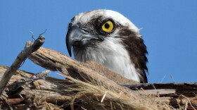 Osprey in a tree
