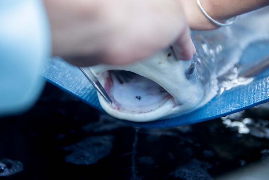 Clark takes a tooth sample from the bull shark. It will easily grow back the lost tooth.