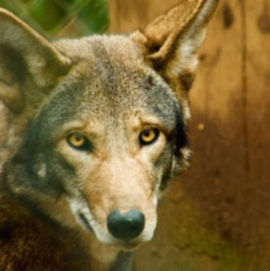 A red wolf