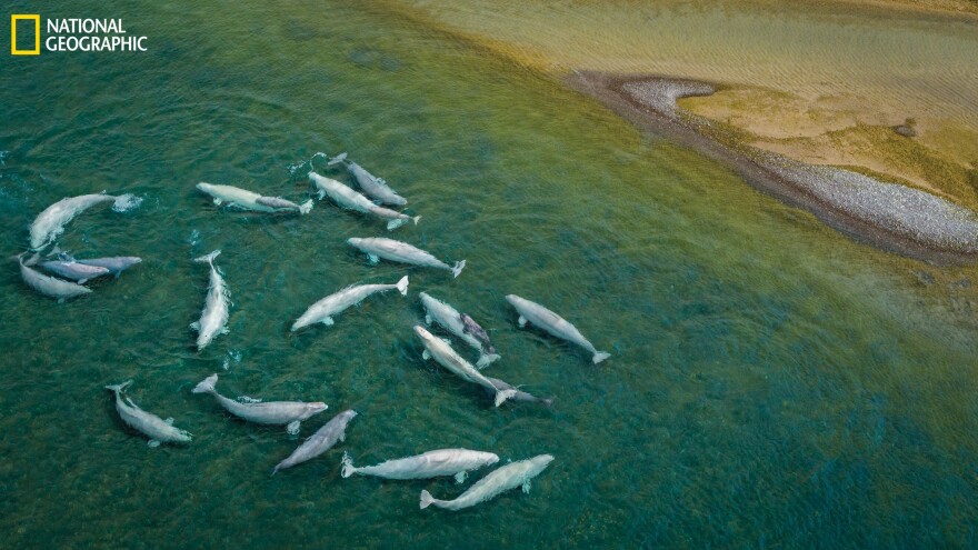 Like a whale maternity ward, beluga cows and their calves flock to the slightly warmer waters at the mouth of the Cunningham River in Canada's Arctic. At times, when they were temporarily trapped in river pools by receding tides, scientist Valeria Vergara recorded multiple belugas vocalizing at once. She now suspects they use individual calls suggesting they broadcast their identities.
