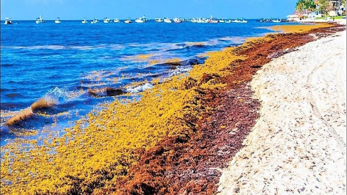 Atlantic sargassum mass growing early, setting records, eyeing Florida - Vimarsana News