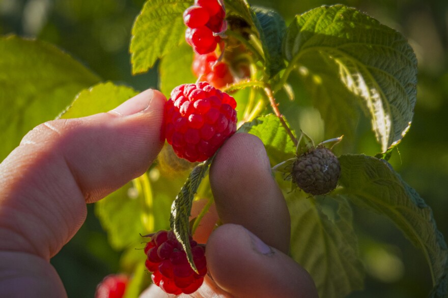 Knowing when to harvest berries is key to getting the tastiest, sweetest fruits.
