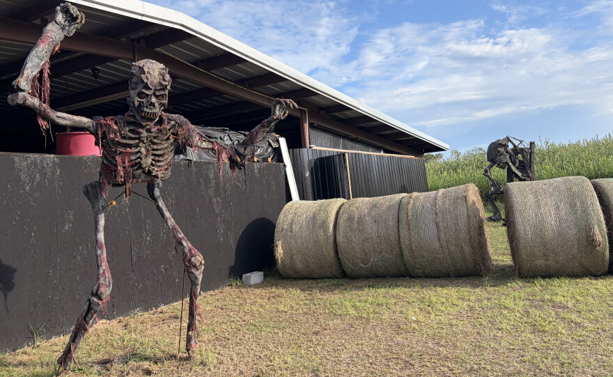 A huge skeleton display and several hay bales creating a spooky display for the Newberry Cornfield Maze.