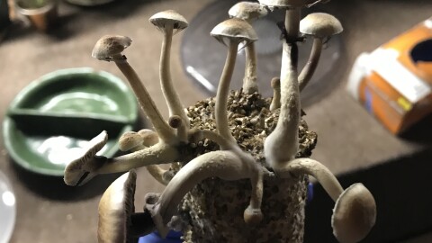 A grower holds psilocybin mushrooms in growing medium. (Casey Grove/Alaska Public Media)