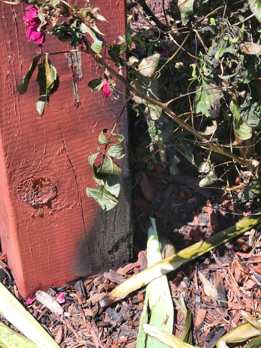 Damage to nearby flowers and a wooden sign after an unknown person set fire to an LGBTQ+ Pride flag on Michigan Avenue on Lansing's east side in the early morning of Tuesday, June 28, 2022.