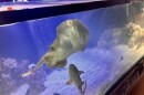 Charlotte the stingray became a social media star when she got pregnant without a mate.