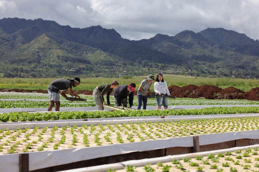 Leeward Community College students participate in a commercial aquaponics class at Nalo Farms in this undated photo.