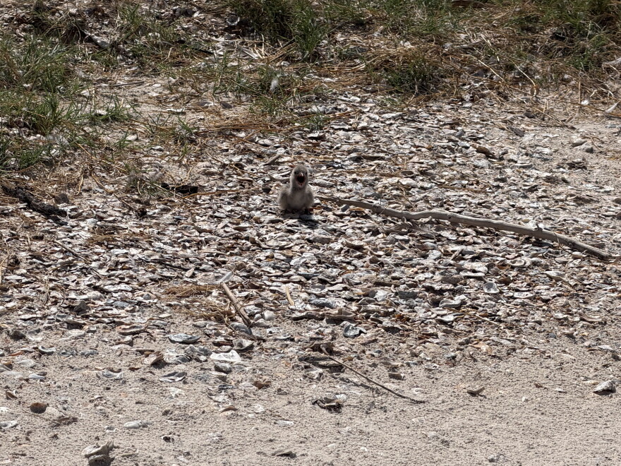A small shorebird sits on a beach covered in broken shells and driftwood.