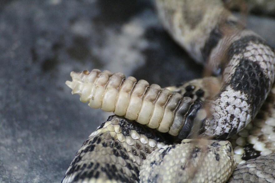 rattle snake battle snake