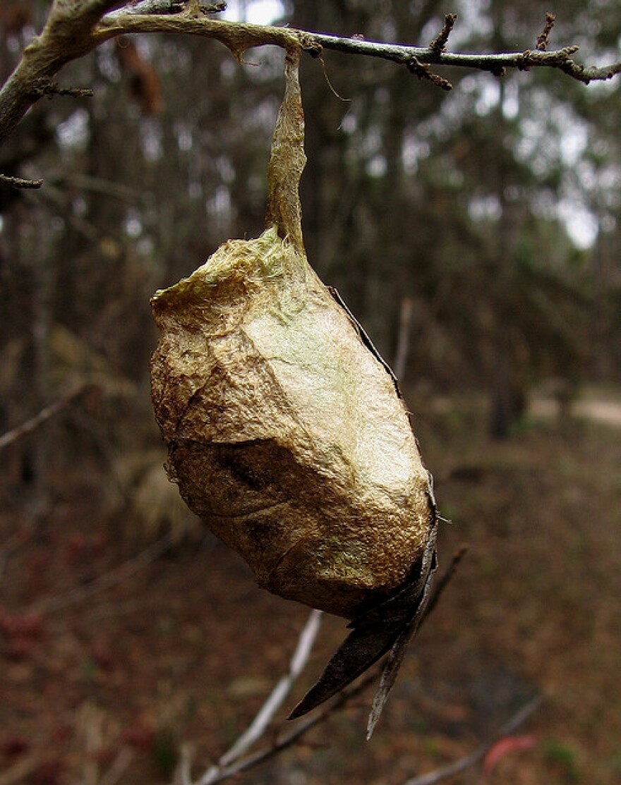Close up of a Silk Moth Cocoon