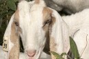 Goat number 33