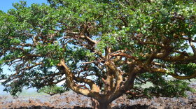 A wiliwili tree in Waikoloa's dry forest was recognized in 2014 as the largest wiliwili in the country.