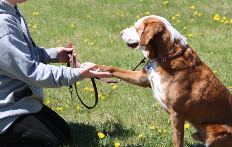 A dog trains with Patriot Assistance Dogs in Detroit Lakes, Minnesota, as it prepares to become a psychiatric service dog for a U.S. military veteran.