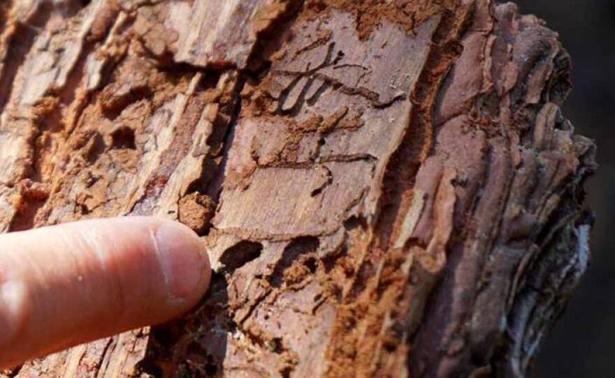 Mountain pine beetle larvae leave holes in sugar pine bark after emerging.