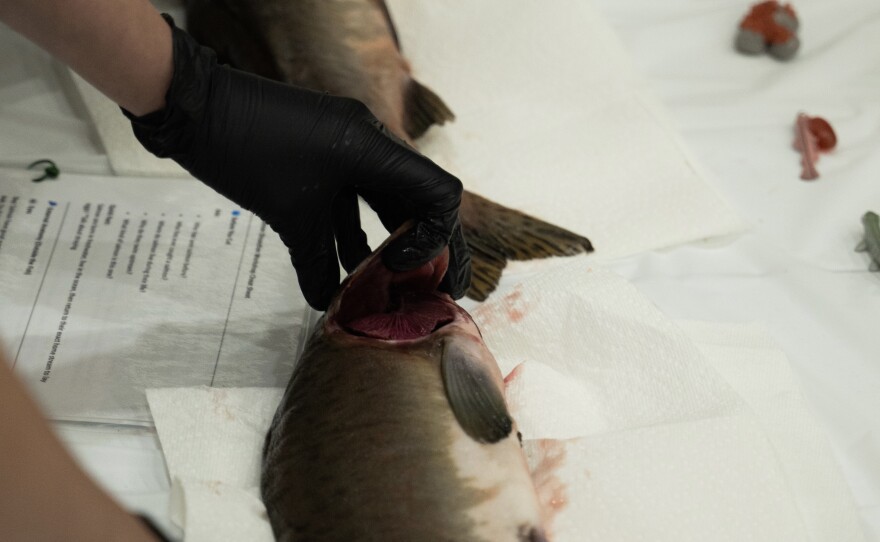 A KRAA educator holds open a salmon's gill cover so students can see the gills.
