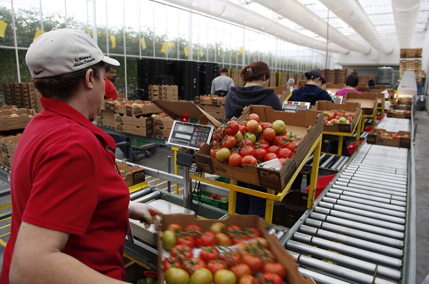 The family-owned Wholesum Harvest had to meet a checklist of more than 300 standards — including many worker protections — to become the first American farm certified by Fair Trade USA. Workers at its Nogales, Ariz., tomato farm recently received a check for more than $30,000 — workers will collectively decide how to spend it.