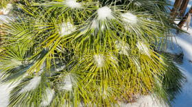 Photo of snow around Florida State University.