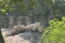 Two white rhinoceroses lounge on a makeshift dirt mound at Riverbanks Zoo and Gard