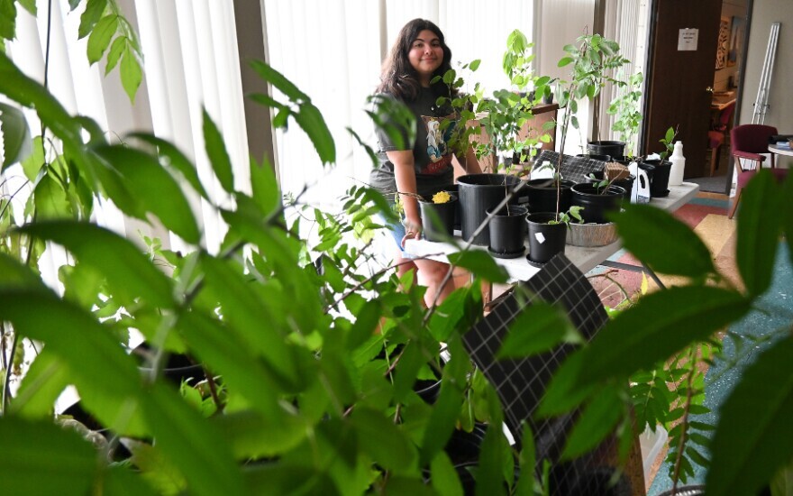 Jojo Blackwood stands among several of her seedlings and saplings, native plants she’s nurturing at the Kansas City Indian Center. “It's connecting people to the environment they have around them because it's opening their eyes to this area that they live in,” she said.