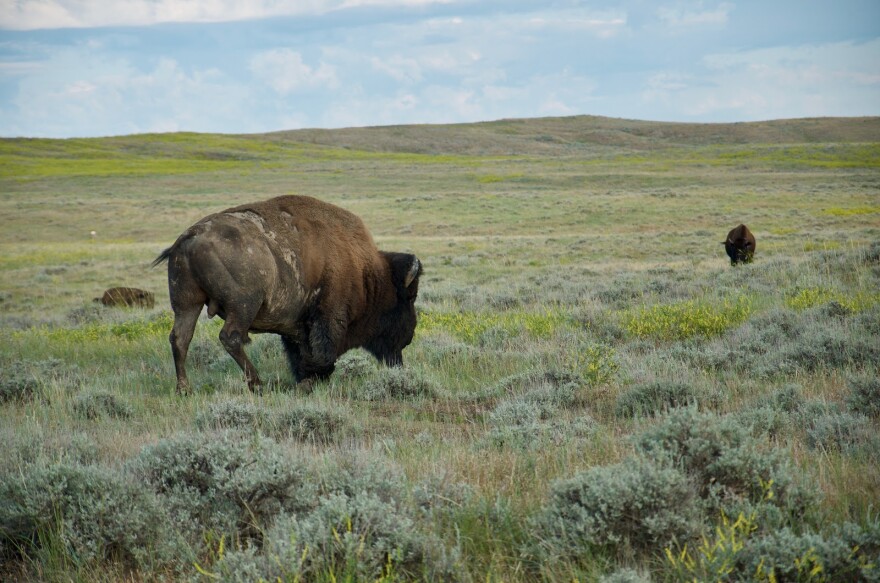 The best way to see the beauty of America's Great Plains? On foot