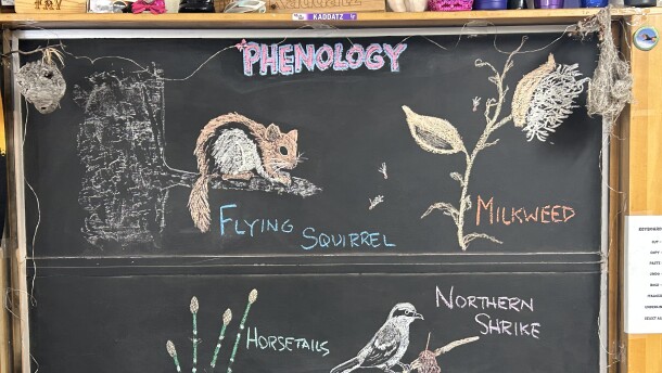 Chalk illustrations show: Horsetails, Northern Shrike, milkweed, and flying squirrel