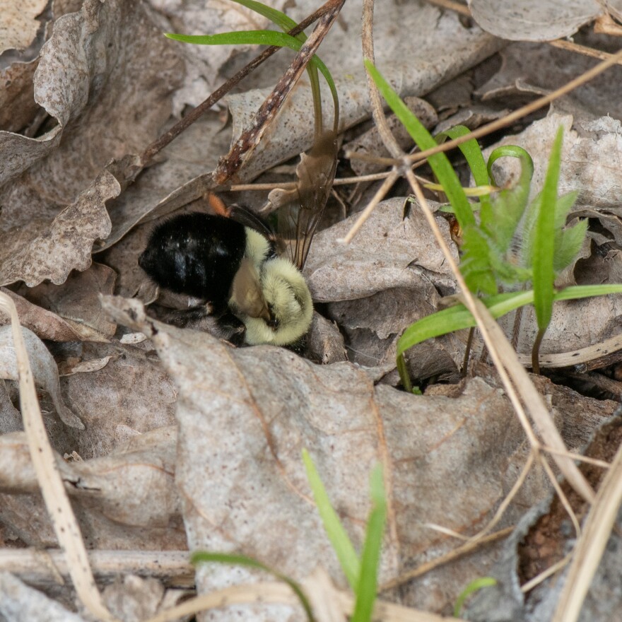 A bumblebee queen searches for a nest location.The bee has a large, furry body with yellow and black bands. She is digging through dead leaves in early spring. Small blades of grass are beginning to emerge from the soil. 