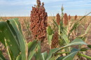 Sorghum grows in a field outside Lubbock, Texas.