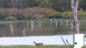 An image of Wabashiki Fish & Wildlife Area in Greencastle.