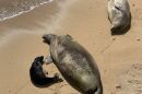Monk seals at Kaimana Beach in Waikīkī on May 1, 2024.
