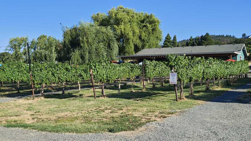 Rows of grapevines grow in front of the tasting room at Dos Mariposas Vineyards and Lavender Farm. Large trees and low hills rise behind the vineyard under a clear blue sky.
