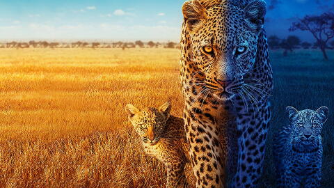 Big  Cats 24/7
