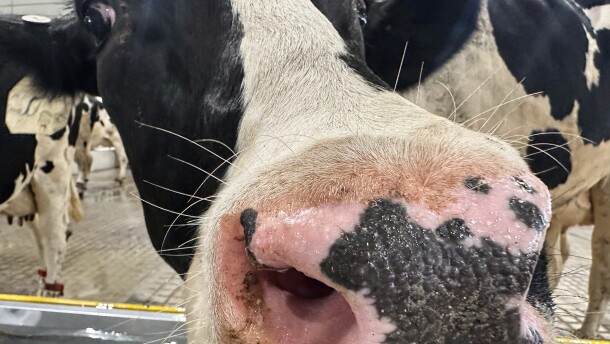 FILE PHOTO: A cow sniffs at the camera inside Michigan State University's new Dairy Cattle Teaching and Research Center.