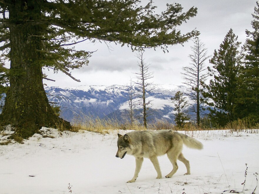 A wolf from the Snake River Pack passes by a remote camera in eastern Wallowa County, Ore. A wolf advocate group in Colorado is challenging the model for U.S. wildlife management.