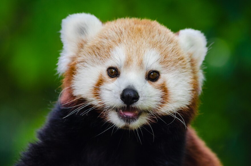 RED_PANDA_Mathias_Appel_FLICKR.jpg