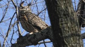 A Eurasian eagle-owl named Flaco sits in a tree in New York's Central Park, Feb. 6, 2023. (Seth Wenig/AP)