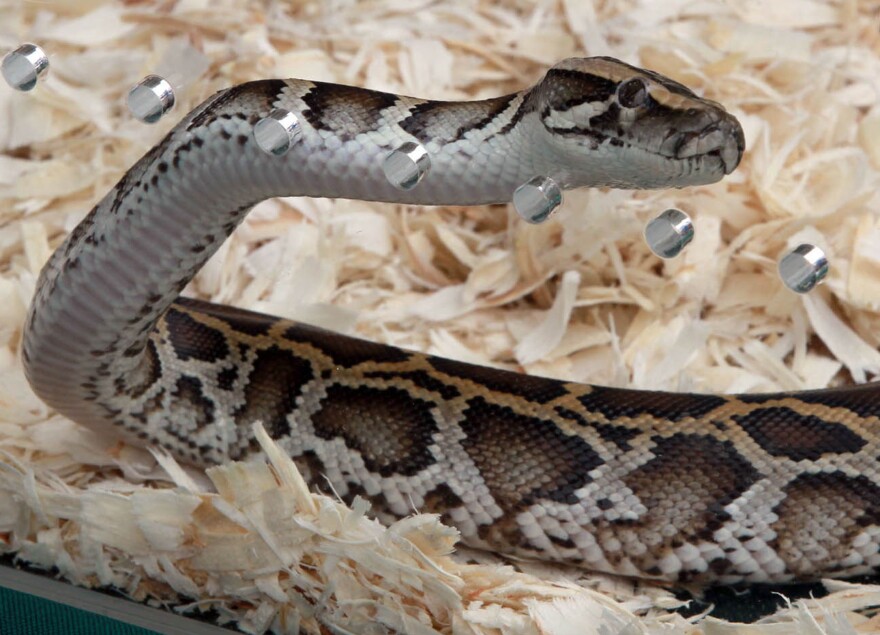 A Burmese python at Zoo Miami. Authorities are trying to cut down the number of such snakes in the state.