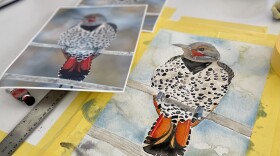 At her studio in Woody Creek, artist Isa Catto has painted a rather dapper version of Northern Flicker for a collaboration with the public radio program “Birdnote” this fall. The painting will be turned into a print for notebooks and greeting cards.