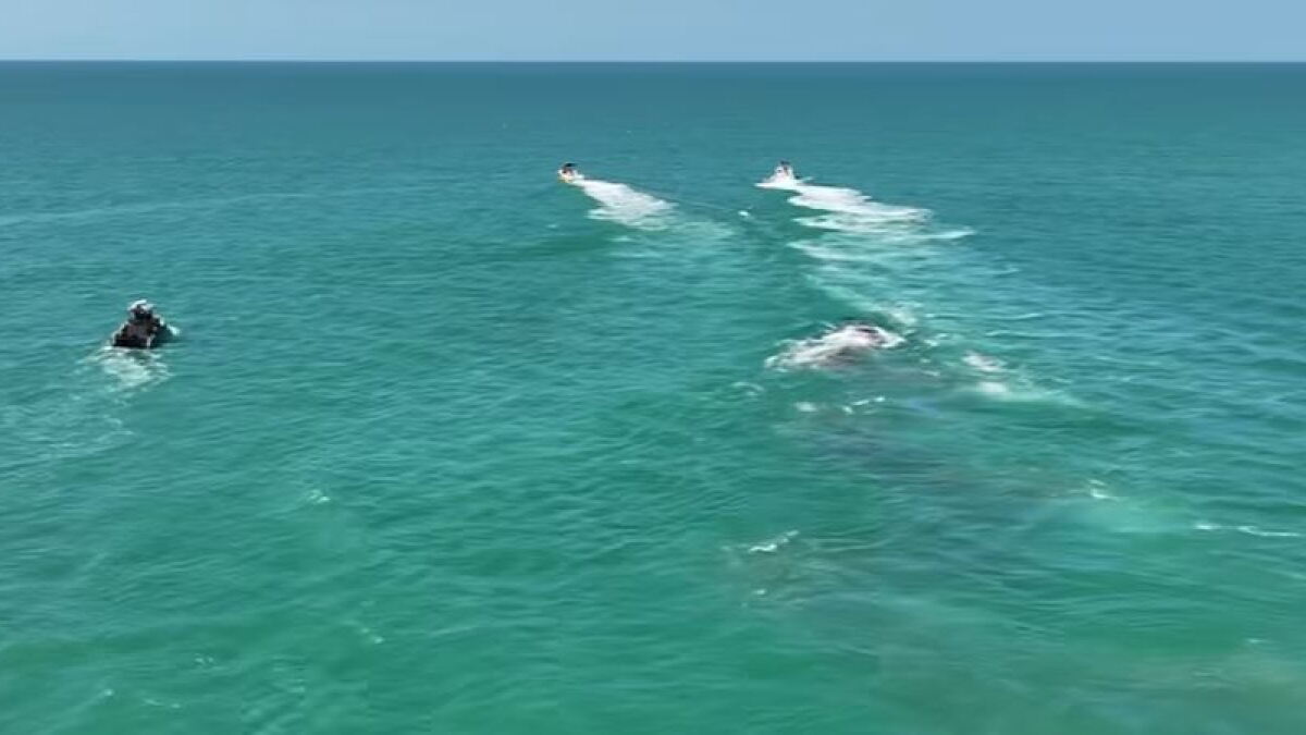 Carcass of dead sperm whale towed out to Gulf of Mexico - Vimarsana News