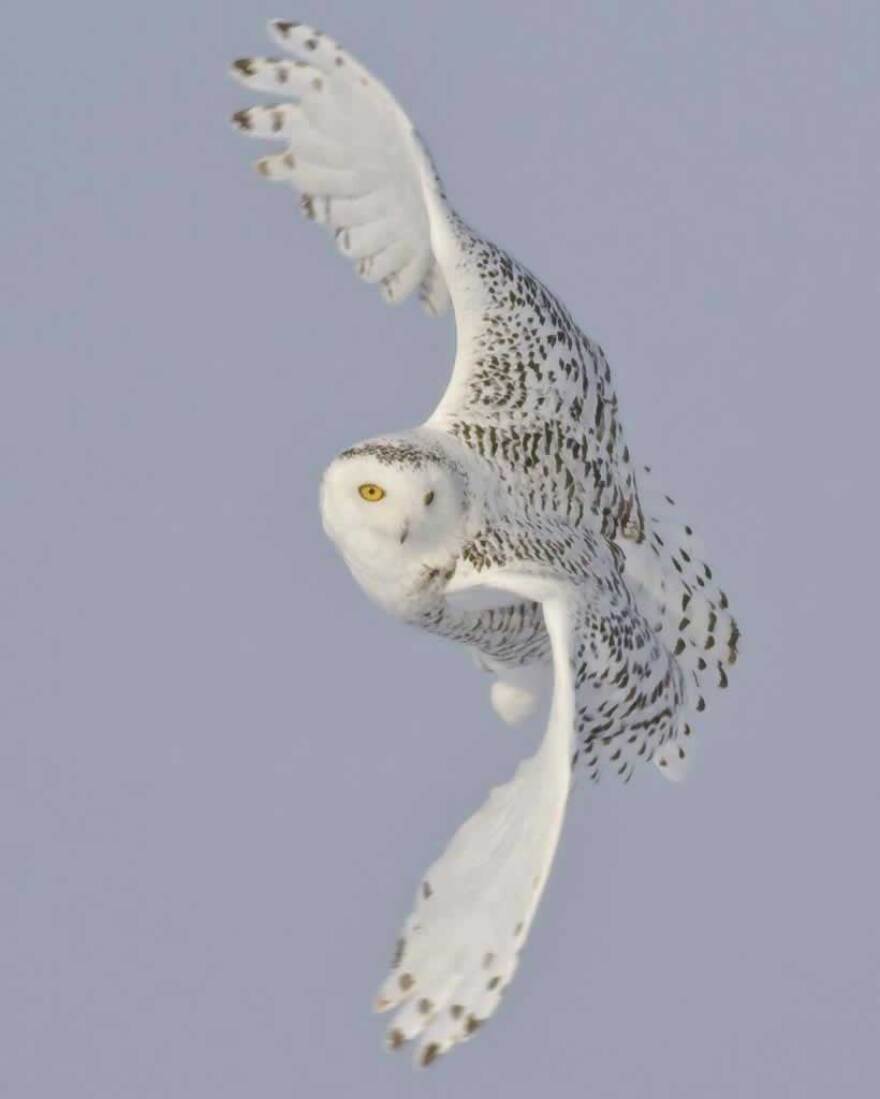 Photo of Snowy Owl