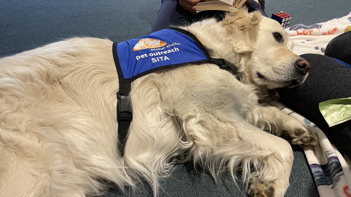 Dogs lend a supportive ear to young readers at the Santa Fe Public Library - Vimarsana News