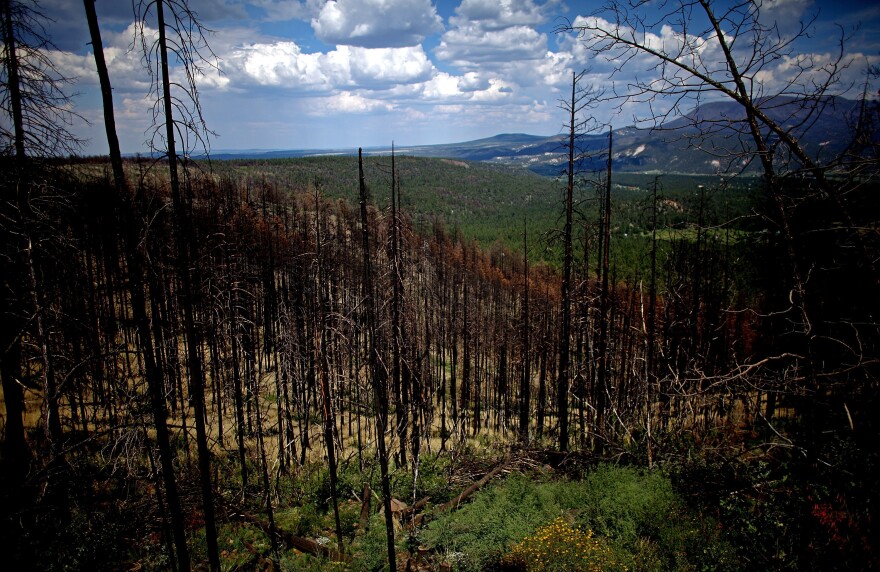 Last year's Wallow Fire, the largest in Arizona history, barreled through the Apache-Sitgreaves National Forests, in the east-central part of the state. The forests are now being thinned to reduce the threat posed by future wildfires.