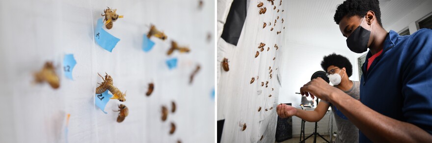 (Left) Cicadas are assigned identifying numbers so researchers can track each one and perform timed observations to see how fluid pumping into their wings makes them expand and unfurl. (Right) Virginia Tech students Giovanni Morris (foreground) and Terrell Worrell position cicada nymphs to monitor their development.