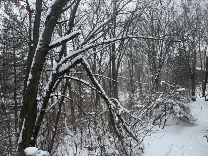 Snow covered trees line a snowy path with footprints in the snow. Several branches are weighed down by snow, and the sky is white with snow showers. 