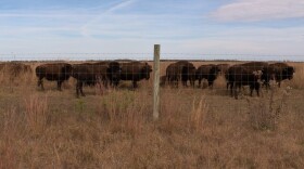 Bison eat about 40 pounds of grass a day at Kankakee Sands.