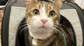 The cat in the backpack activity was highlighted in an Oregon State University study of how cat training activities can help kids with developmental disabilities.